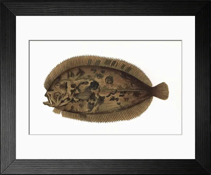 Framed Print : Zeugopterus regius, or Blochs Topknot Framed Print : Zeugopterus regius, or Blochs Topknot