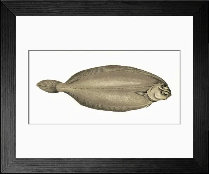 Framed Print : Pleuronectes elongatus, or Long Flounder Framed Print : Pleuronectes elongatus, or Long Flounder