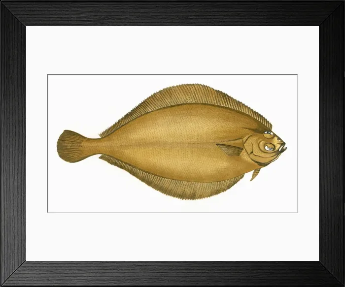 Framed Print : Pleuronectes cynoglossus, or Craigfluke Framed Print : Pleuronectes cynoglossus, or Craigfluke