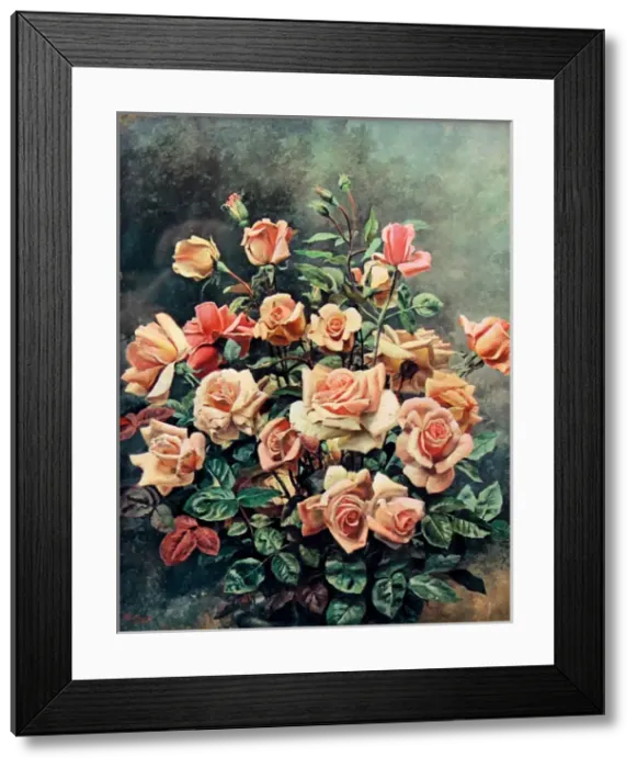 Framed Print : Still life of pink roses by Fortunino Matania Framed Print : Still life of pink roses by Fortunino Matania