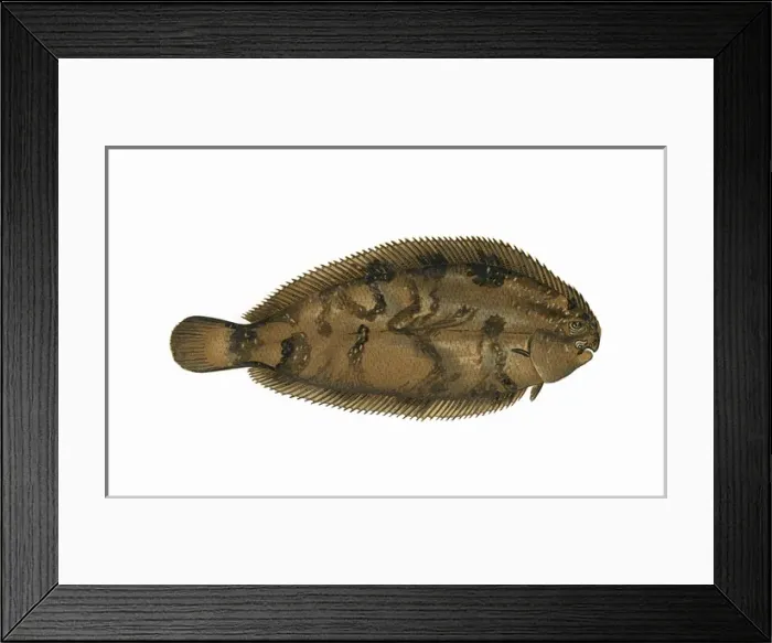 Framed Print : Microchirus variegatus, or Thickback Sole Framed Print : Microchirus variegatus, or Thickback Sole