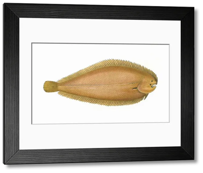 Framed Print : Buglossidium luteum, or Solenette Framed Print : Buglossidium luteum, or Solenette