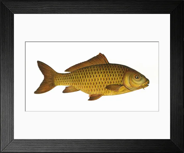 Framed Print : Cyprinus carpio, or Common Carp Framed Print : Cyprinus carpio, or Common Carp