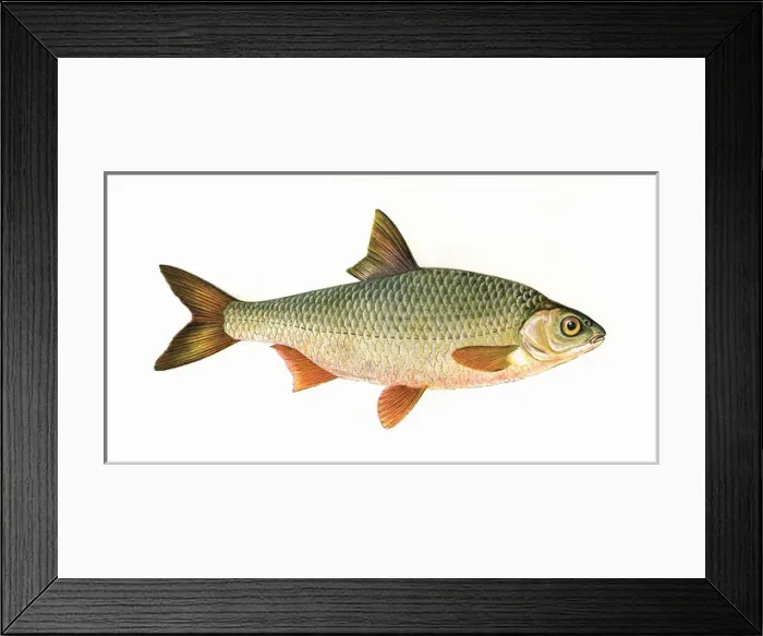 Framed Print : Rutilus rutilus, or Common Roach Framed Print : Rutilus rutilus, or Common Roach