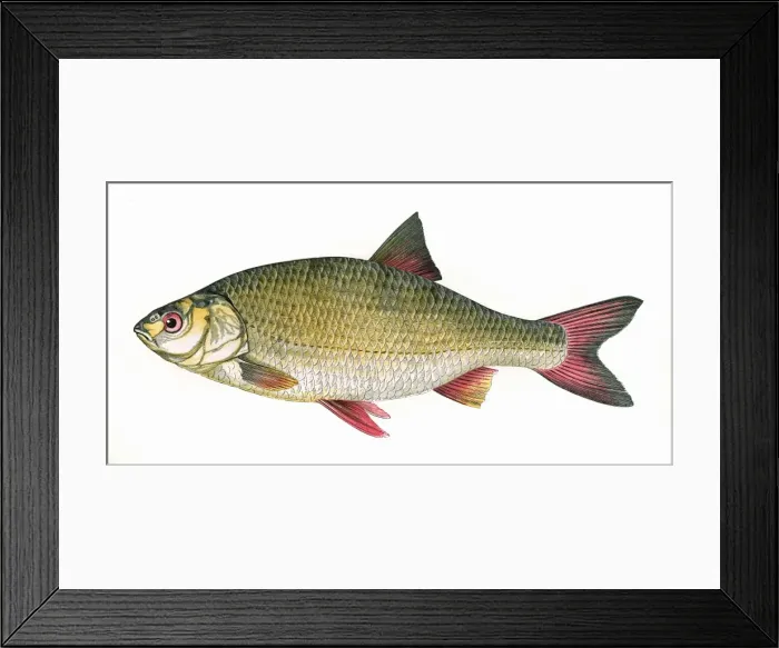 Framed Print : Scardinius erythropthalmus, or Common Rudd Framed Print : Scardinius erythropthalmus, or Common Rudd