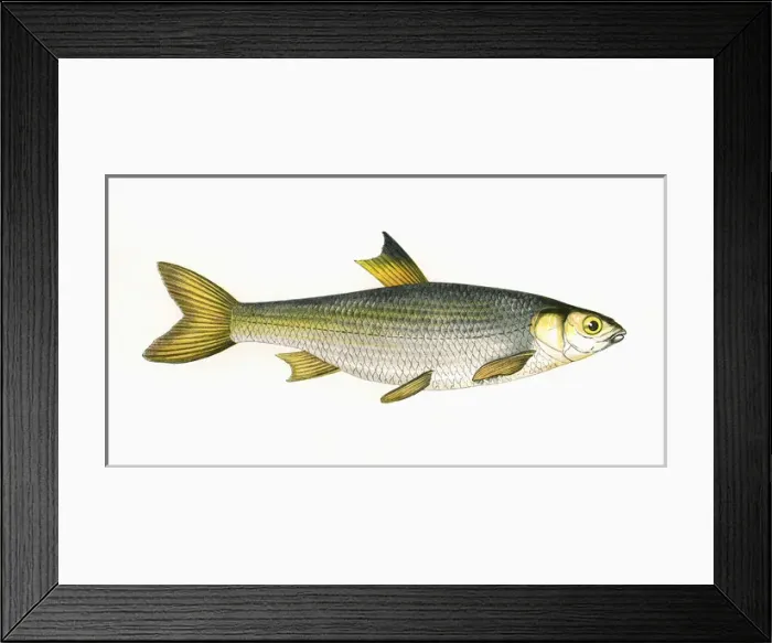 Framed Print : Leuciscus leuciscus, or Common Dace Framed Print : Leuciscus leuciscus, or Common Dace