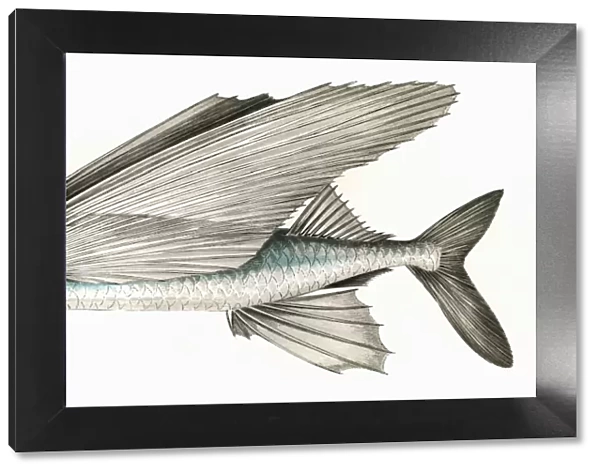 Exocoetus exiliens, or Greater Flying Fish