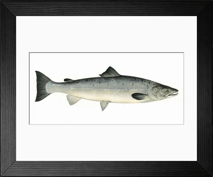 Framed Print : Salmo salar, or Atlantic Salmon Framed Print : Salmo salar, or Atlantic Salmon