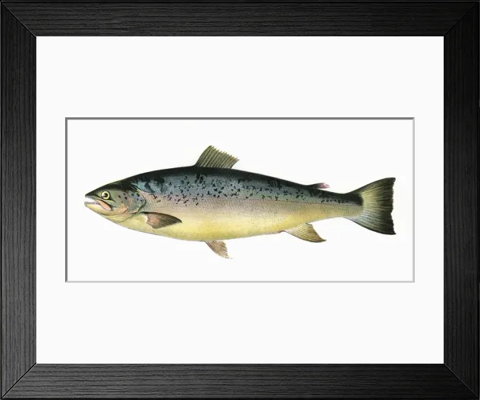 Framed Print : Salmo trutta, or Salmon Trout Framed Print : Salmo trutta, or Salmon Trout