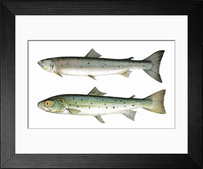 Framed Print : Slender Salmon and Blue Pole Framed Print : Slender Salmon and Blue Pole