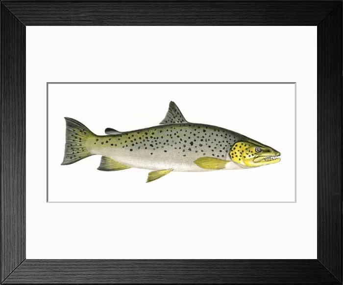 Framed Print : Salmo ferox, or Ferox Trout Framed Print : Salmo ferox, or Ferox Trout