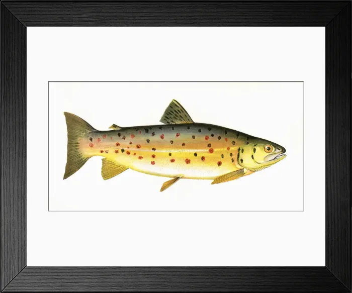 Framed Print : Salmo stomachicus, or Gillaroo Framed Print : Salmo stomachicus, or Gillaroo