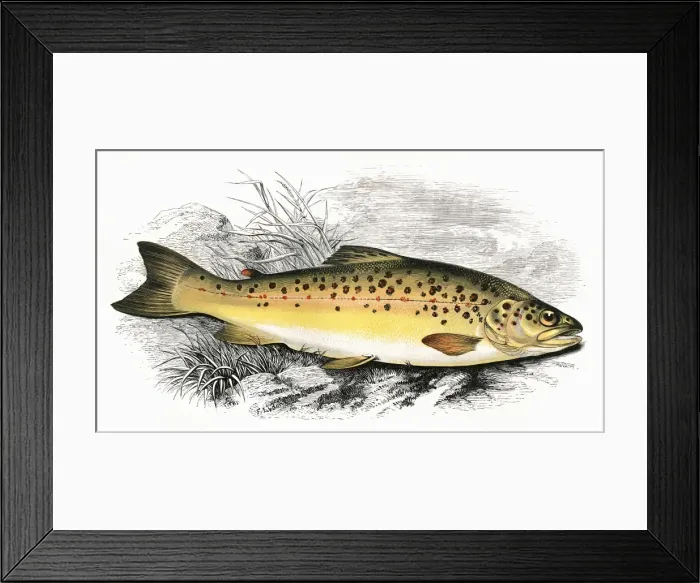Framed Print : Salmo fario, or Common Trout Framed Print : Salmo fario, or Common Trout