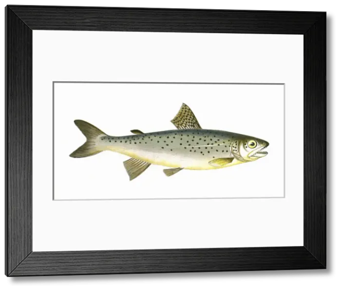 Framed Print : Salmo coecifer, or Loch Leven Trout Framed Print : Salmo coecifer, or Loch Leven Trout