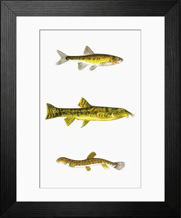 Framed Print : Minnow, Loach, and Spined Loach Framed Print : Minnow, Loach, and Spined Loach