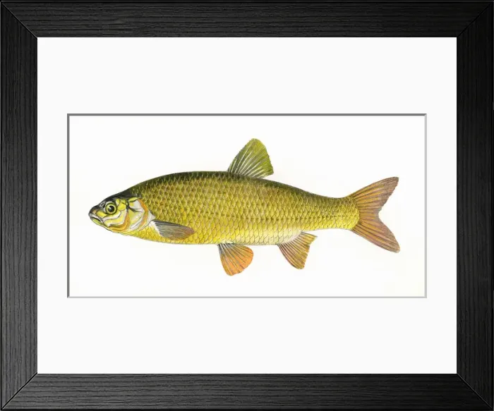 Framed Print : Leuciscus idus, or Ide Framed Print : Leuciscus idus, or Ide