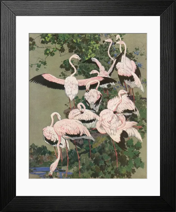 Framed Print : Flamingoes Framed Print : Flamingoes