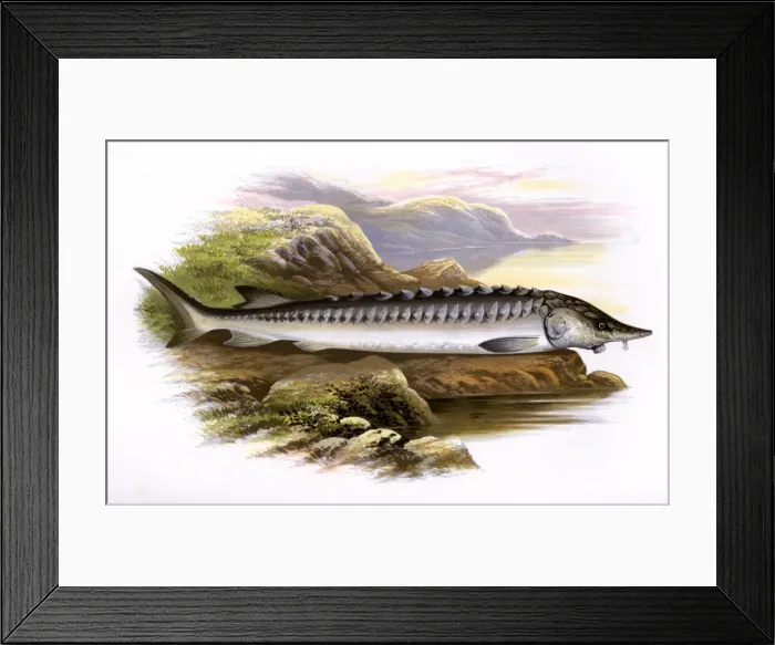 Framed Print : Acipenser sturio, or European sea sturgeon Framed Print : Acipenser sturio, or European sea sturgeon