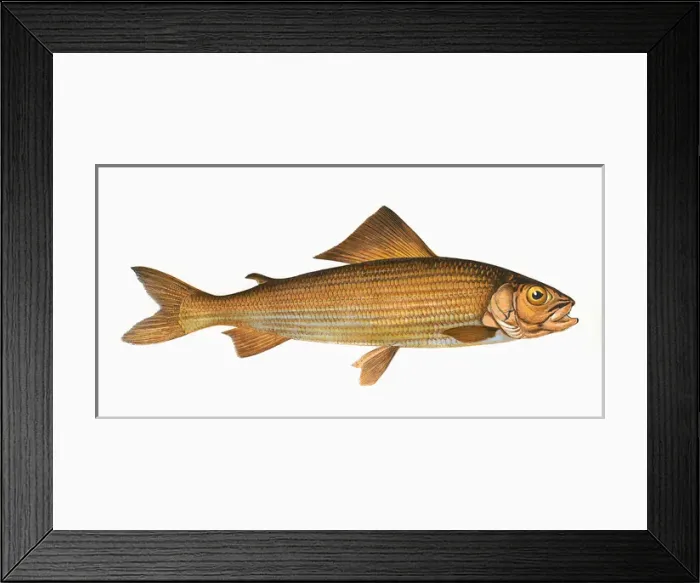 Framed Print : Thymallus thymallus, or Grayling