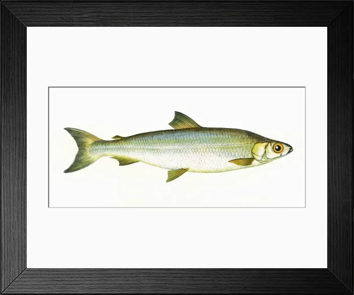 Framed Print : Coregonus pollan, or Pollan Framed Print : Coregonus pollan, or Pollan