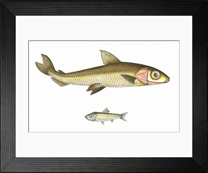 Framed Print : Hebridal Smelt and Argentine Framed Print : Hebridal Smelt and Argentine