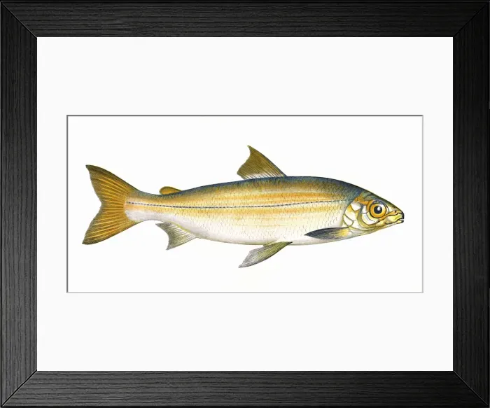 Framed Print : Coregonus clupeoides, or Powan Framed Print : Coregonus clupeoides, or Powan