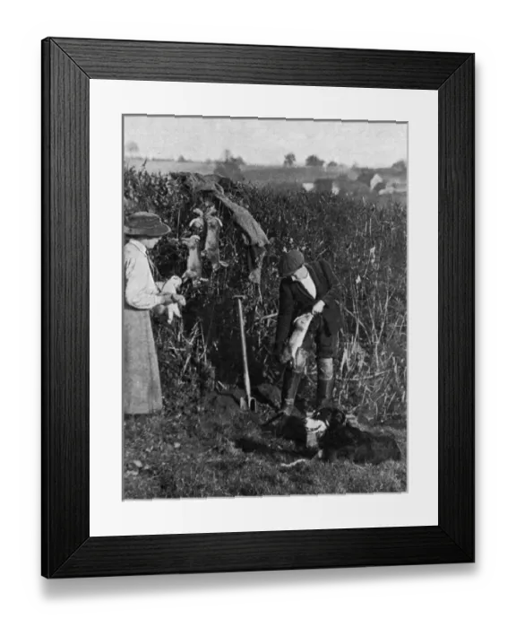 Framed Print : Women helping to catch rabbits on a farm, WWI Framed Print : Women helping to catch rabbits on a farm, WWI