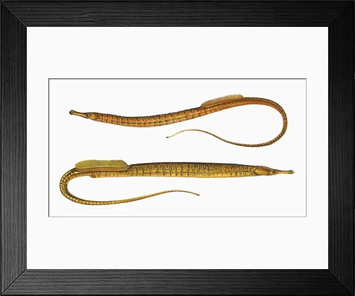 Framed Print : Syngnathus aequoreus, or Ocean Pipefish Framed Print : Syngnathus aequoreus, or Ocean Pipefish