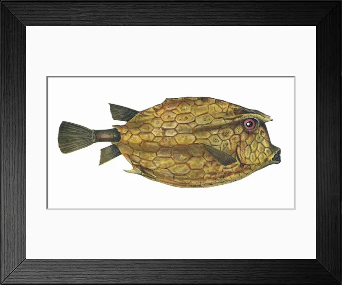 Framed Print : Acanthostracion quadricornis, or Four-Horned Trunkfish Framed Print : Acanthostracion quadricornis, or Four-Horned Trunkfish