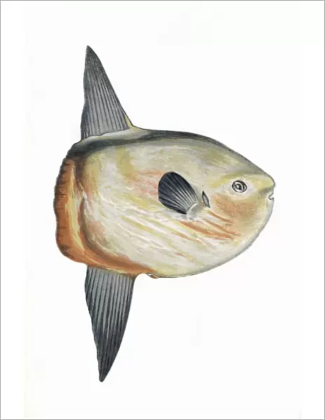 Mola mola, or Sunfish