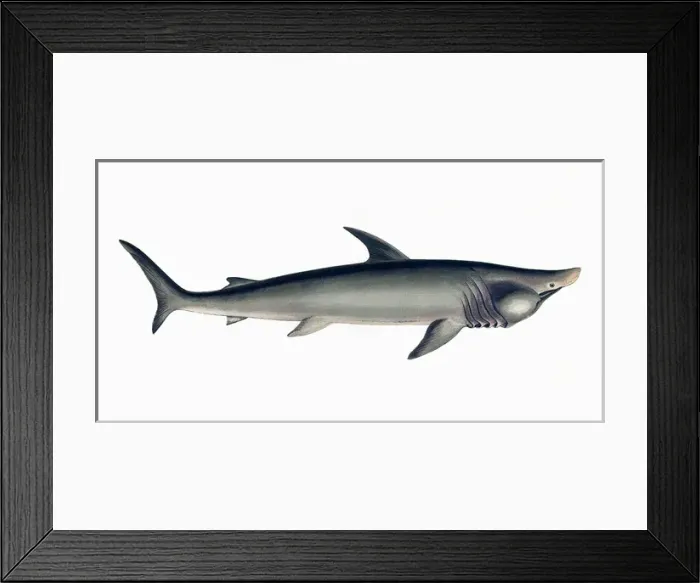 Framed Print : Polyprosopus Macer, or Broad-Headed Gazer Framed Print : Polyprosopus Macer, or Broad-Headed Gazer