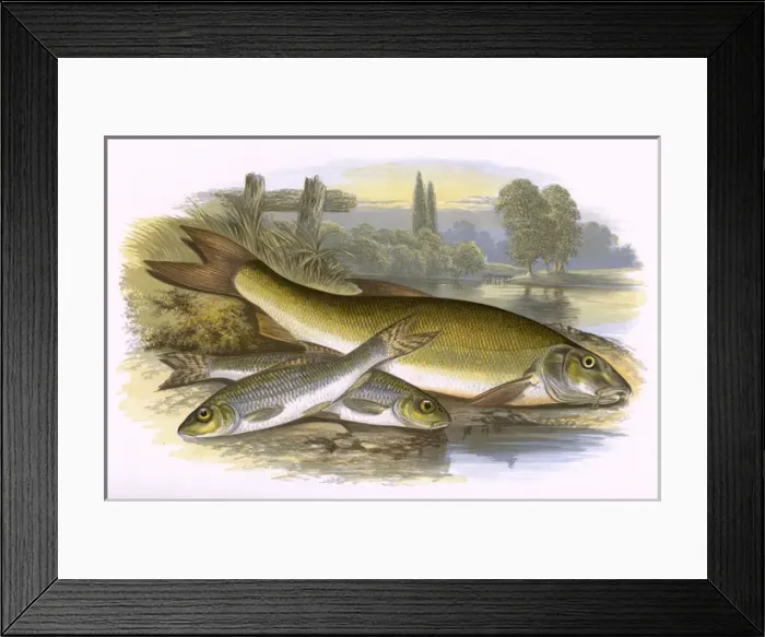 Framed Print : Gudgeon and Barbel Framed Print : Gudgeon and Barbel