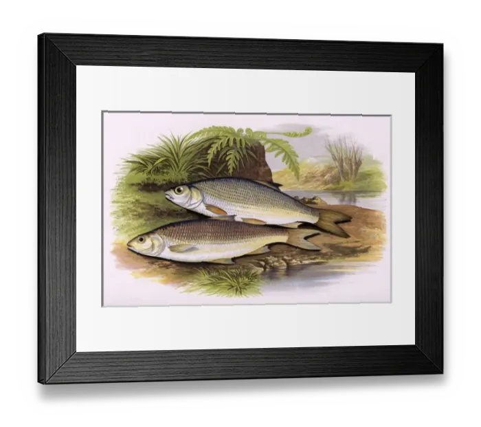 Framed Print : Leuciscus leuciscus, or Graining and Dace Framed Print : Leuciscus leuciscus, or Graining and Dace