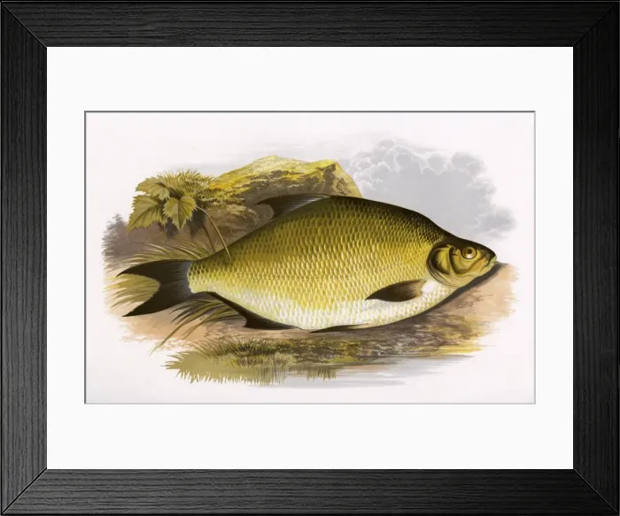 Framed Print : Abramis brama, or Common Bream Framed Print : Abramis brama, or Common Bream