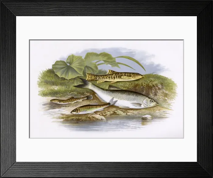 Framed Print : Spined Loach, Minnow, Loach and Common Bleak Framed Print : Spined Loach, Minnow, Loach and Common Bleak