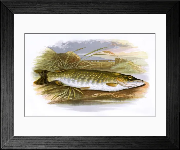 Framed Print : Esox lucius, or Northern Pike Framed Print : Esox lucius, or Northern Pike