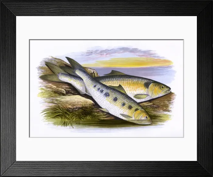 Framed Print : Allis Shad and Twaite Shad Framed Print : Allis Shad and Twaite Shad