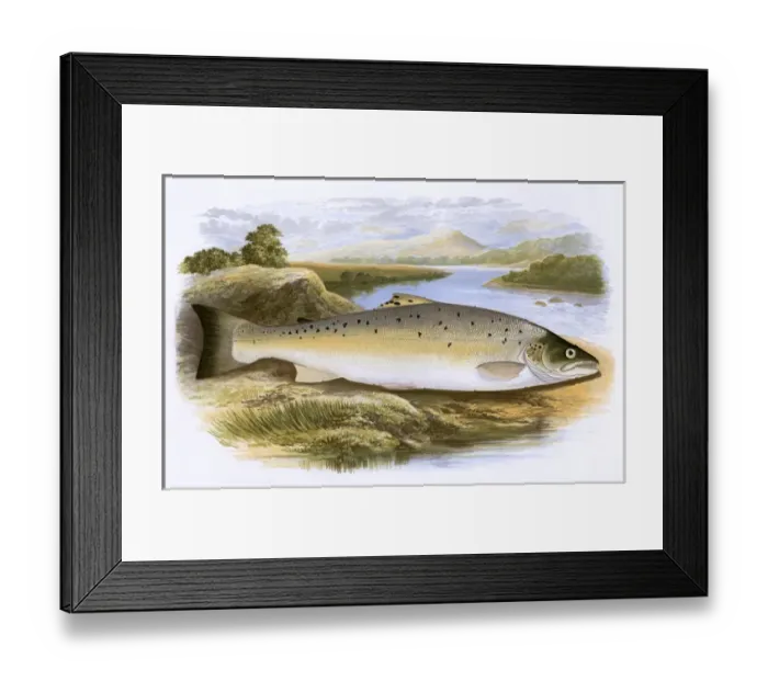 Framed Print : Salmo trutta, or Salmon Trout Framed Print : Salmo trutta, or Salmon Trout