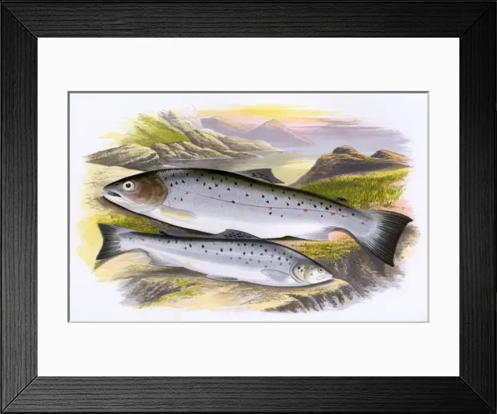 Framed Print : Salmo cambricus, or Young Salmon Framed Print : Salmo cambricus, or Young Salmon