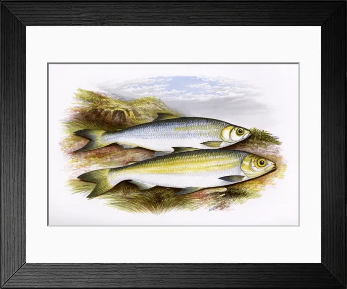 Framed Print : Pollan and Powan Framed Print : Pollan and Powan