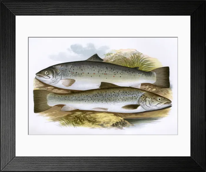 Framed Print : Short-Headed Salmon and Silvery Salmon Framed Print : Short-Headed Salmon and Silvery Salmon