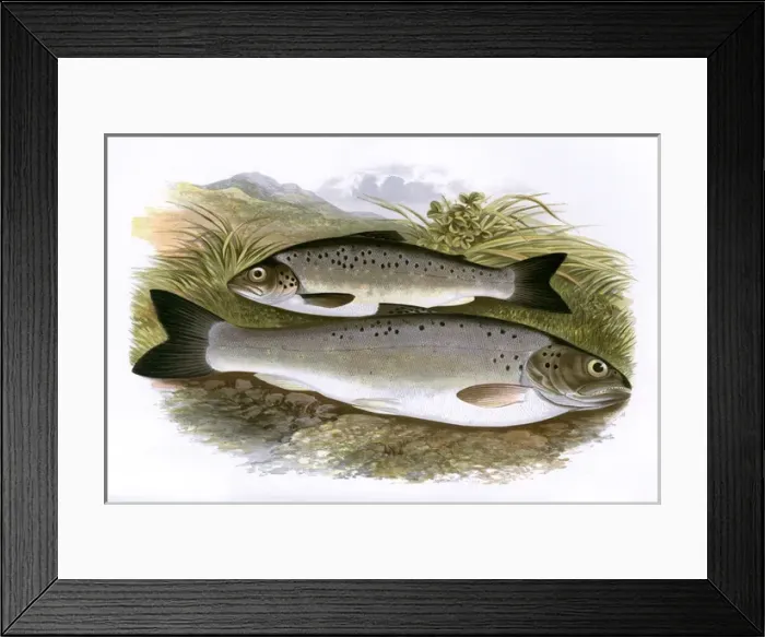 Framed Print : Salmo nigripinnis, or Black-Finned Trout Framed Print : Salmo nigripinnis, or Black-Finned Trout