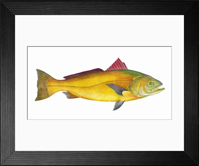 Framed Print : Sciaena, a warm water marine fish Framed Print : Sciaena, a warm water marine fish