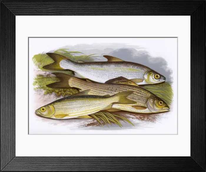 Framed Print : Vendace, Gwyniad and Grayling Framed Print : Vendace, Gwyniad and Grayling