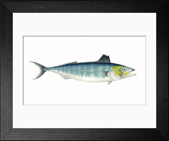 Framed Print : Sarda sarda, or Short-Finned Tunny Framed Print : Sarda sarda, or Short-Finned Tunny