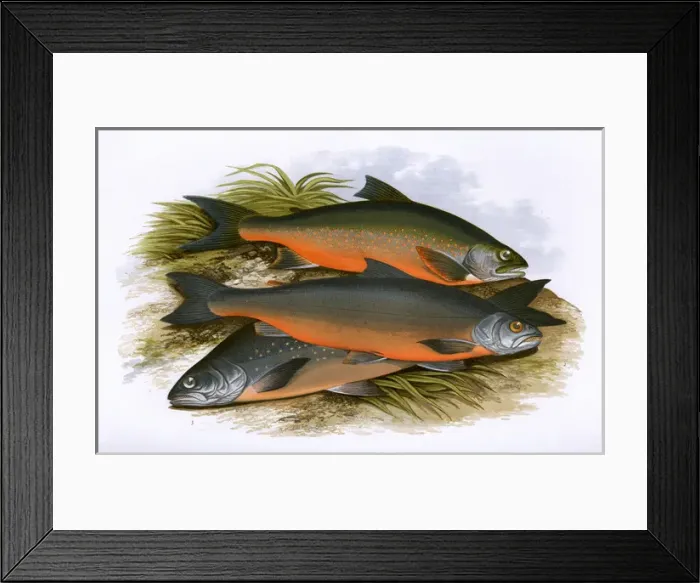 Framed Print : Windermere Charr, Coles Charr and Grays Charr Framed Print : Windermere Charr, Coles Charr and Grays Charr