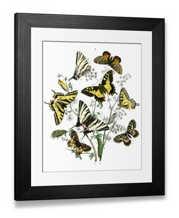 Framed Print : Frontispiece, Papilionidae Framed Print : Frontispiece, Papilionidae