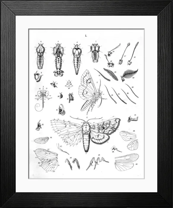 Framed Print : Illustration, Details of the perfect insect Framed Print : Illustration, Details of the perfect insect