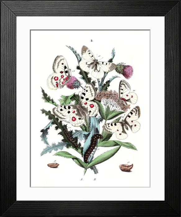Framed Print : Illustration, Papilionidae Framed Print : Illustration, Papilionidae