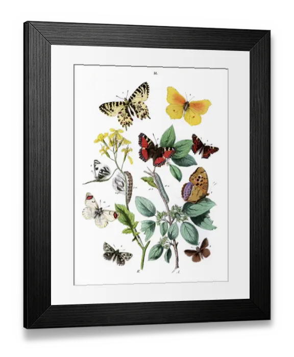 Framed Print : Illustration, Rhopalocera Framed Print : Illustration, Rhopalocera